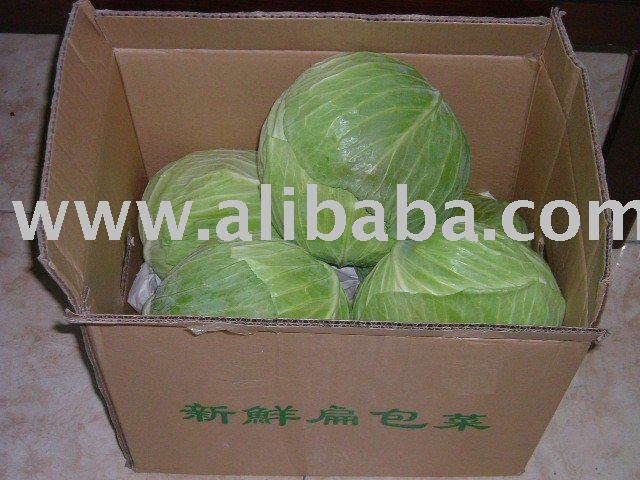 fresh cabbage
