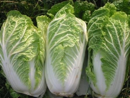 Cameron Highlands Chinese Cabbage