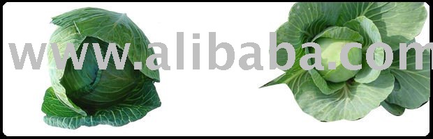 cabbage