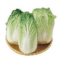 CHINESE FRESH CABBAGE