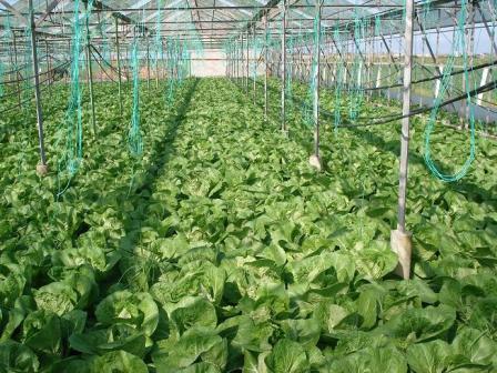  Bio  Chinese Cabbage