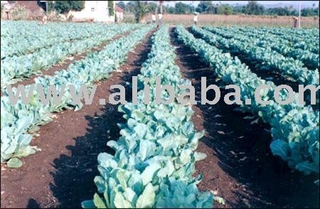 Cabbage