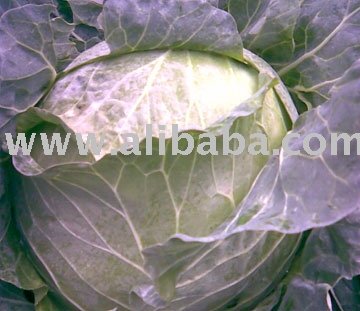 Cabbage