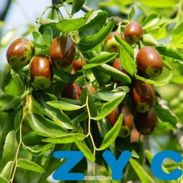 zaoyuanchun 1500g xinzheng fresh dates