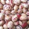 Light Speckle kidney beans