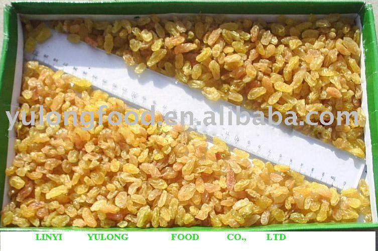 chinese  organic golden raisins