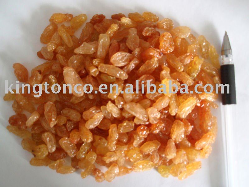 dried sultana raisin,China kington price supplier - 21food