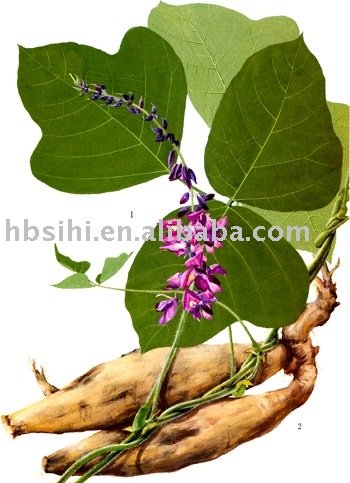 Arrowroot Powder