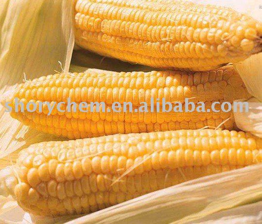 corn starch food   industry grade