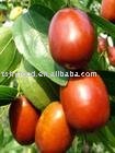 dried date