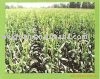 Corn Starch