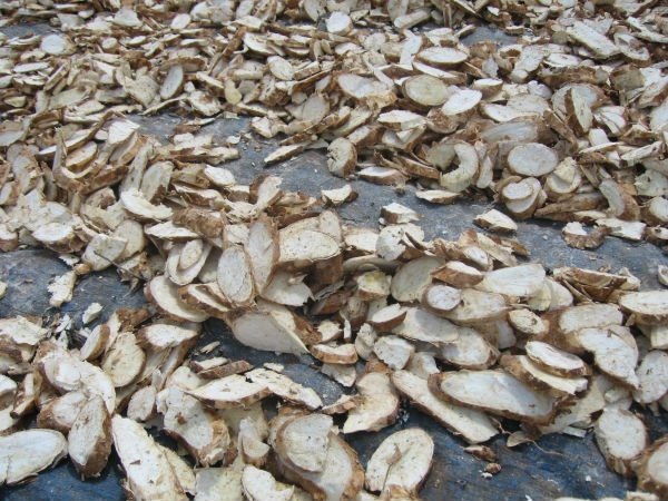 Selling Vietnam Tapioca Starch