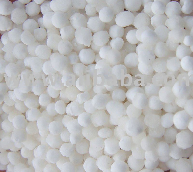sago seed
