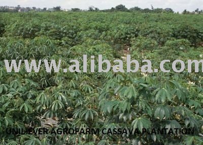 TAPIOCA STARCH (OUR  CASSAVA  PLANTATION)