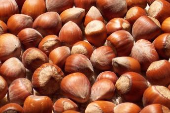 Roasted  Hazelnut   Paste 