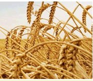 Vital Wheat Gluten