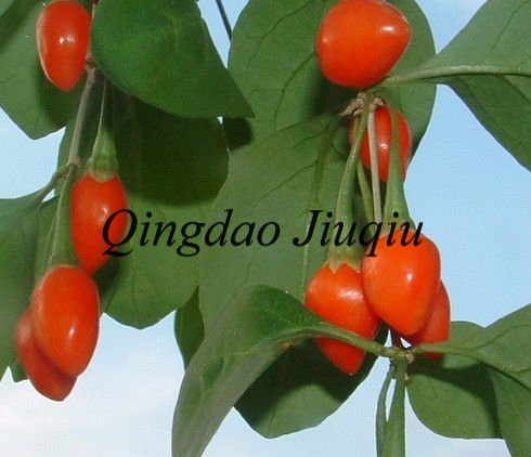 chinese ningxia goji berry fruits