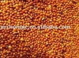 Supply chinese broom corn