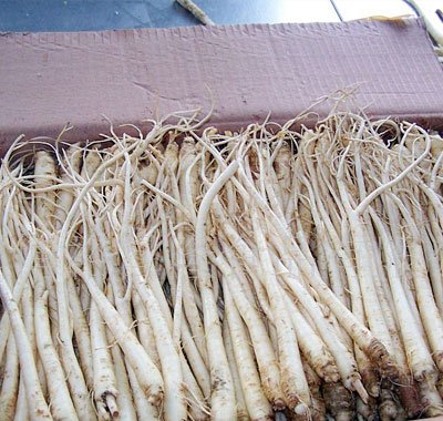 Fresh   ginseng 
