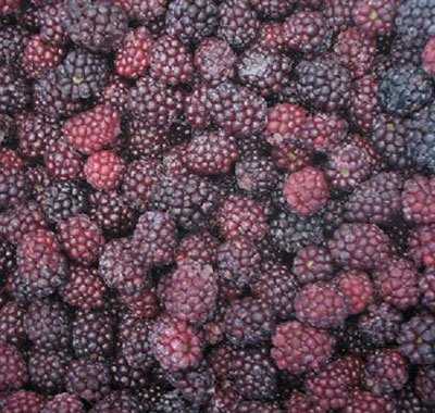  IQF  blackberry