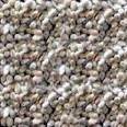cotton seeds