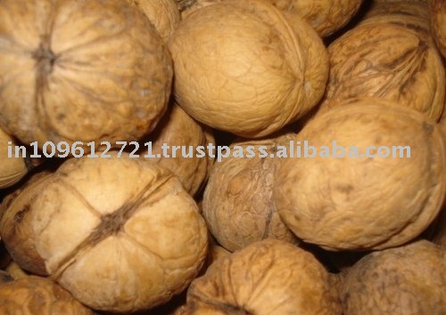 Walnut in Shell