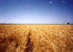 Flour Of Wheat From Argentina