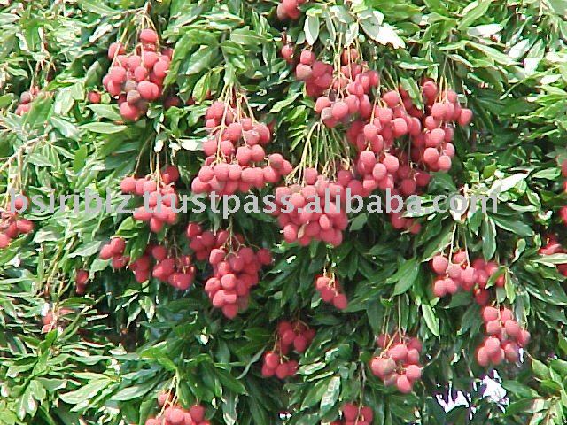 Dried Litchi pulp