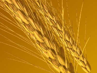 Wheat Flour