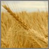 wheat