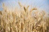WHEAT FLOUR FOR BREAD - NOODLES   BISCUITS