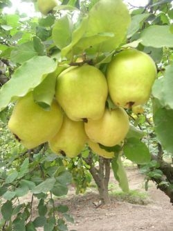 Quince Pulp