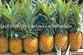 Pineapple powder