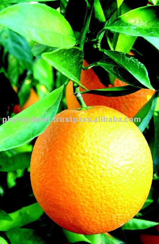 Orange pulp powder