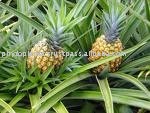 Pineapple pulp powder