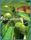 Tropical Noni Concentrate product