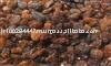Dark Raisins