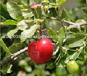 Acerola Dry Extract 17%
