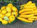 Squash  for sale