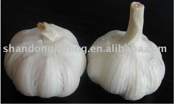 pure white garlic