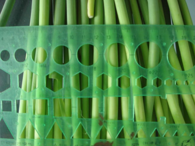 Frozen garlic sprout
