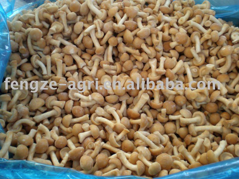 2011 New IQF Nameko good quality and competitive price HACCP and ISO certificate