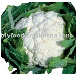 Fresh Broccoli