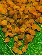 dried sultanas grapes