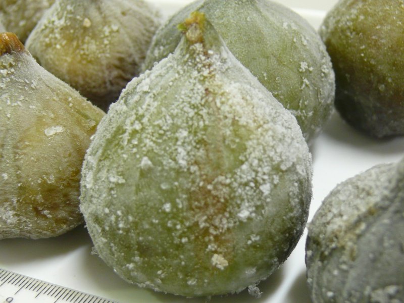 Fig