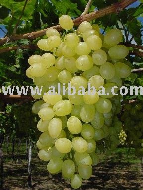 Grapes