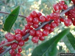 CHEAP OLEASTE FRUIT AVAILABLE