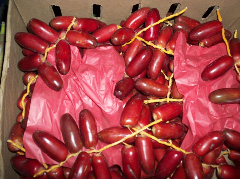 fresh dates