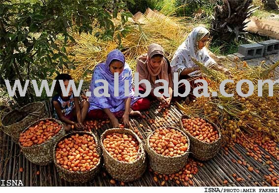 Mazafati Bam Date, Kakab date, sayer date, zahedi date (Exporter)