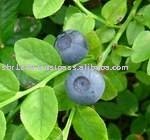 Blueberry, Organic